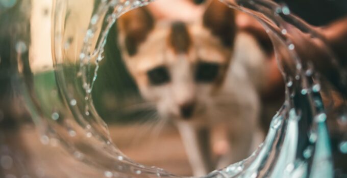 Why Do Cats Hate Water Cat Behavior