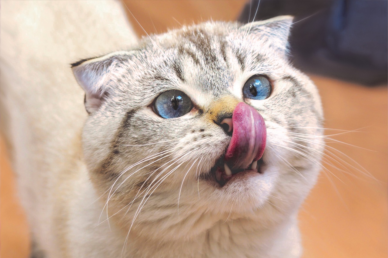 Why Do Cats Lick You? 4 Possible Reasons Why. Cats