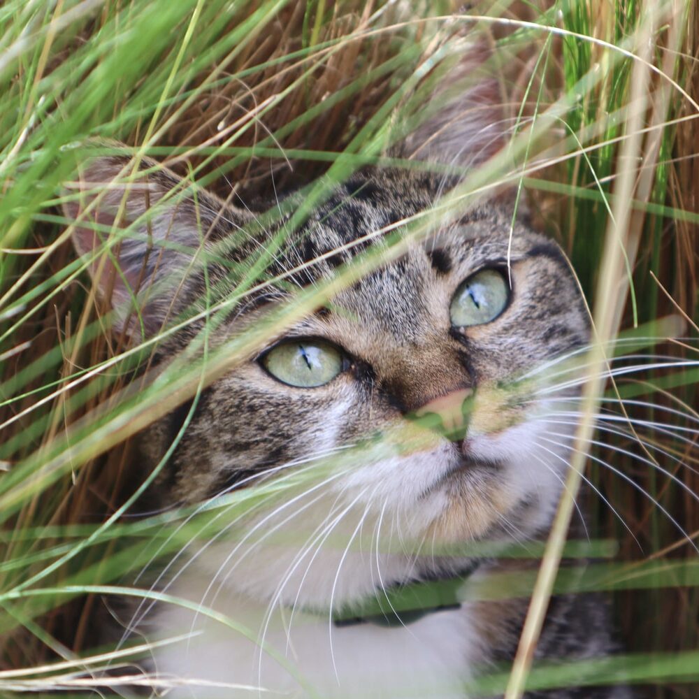 why-do-cats-eat-grass-cat-health