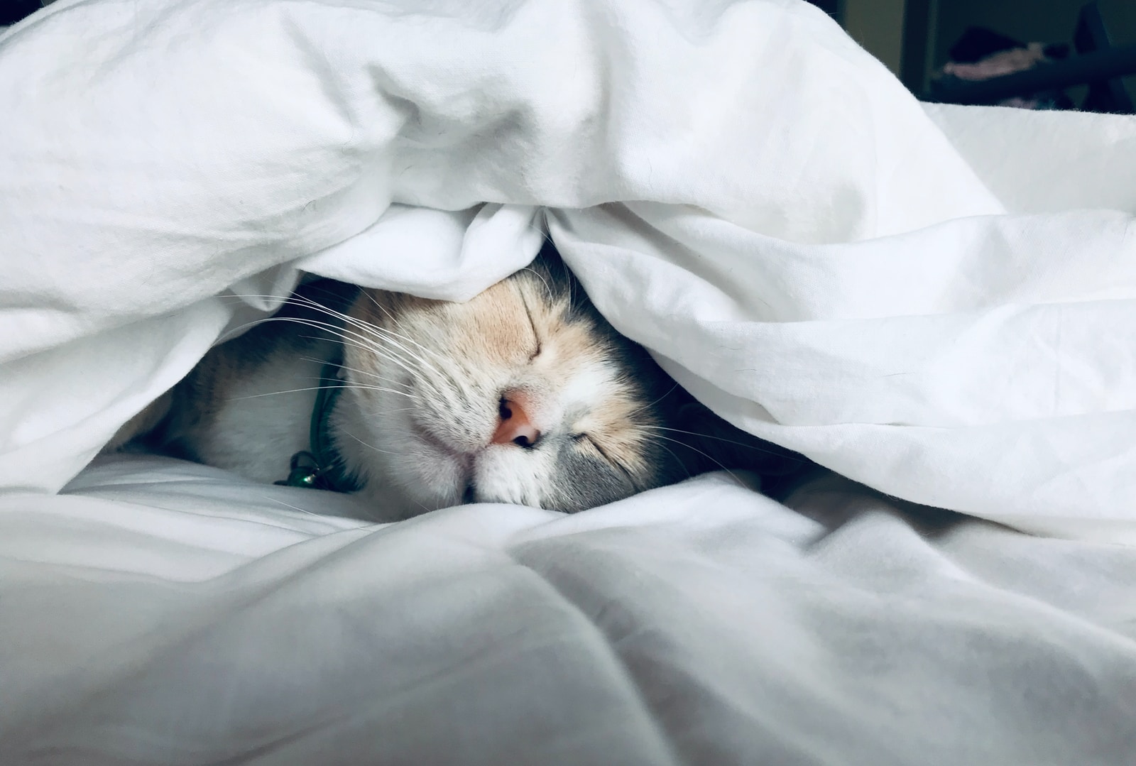 Why Do Cats Sleep So Much? Cat Behavior