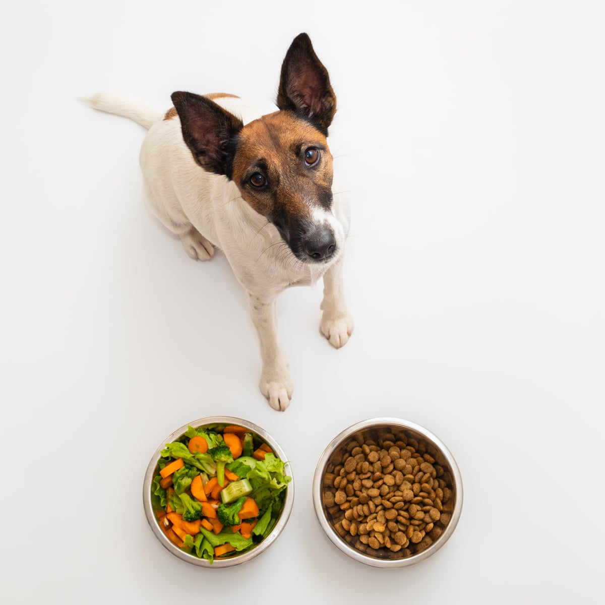 Why is Dog Food Bad For Cats? Cat Health