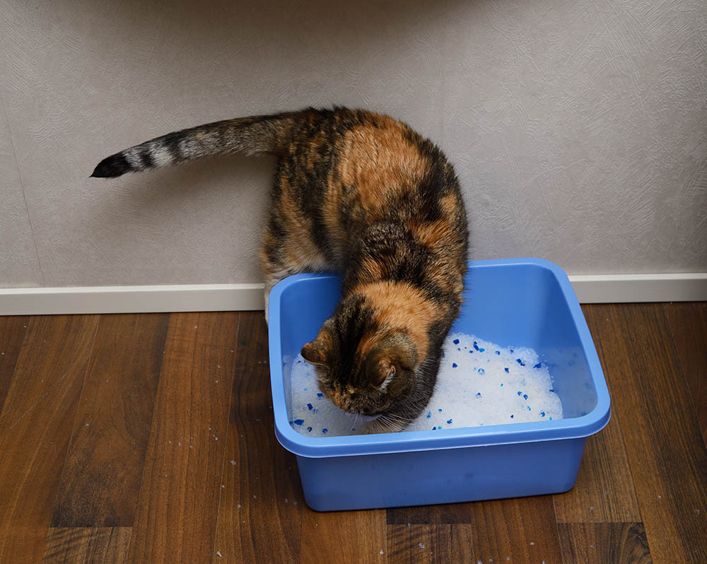 Why Do Cats Poop Outside the Litter Box? Cat Behavior