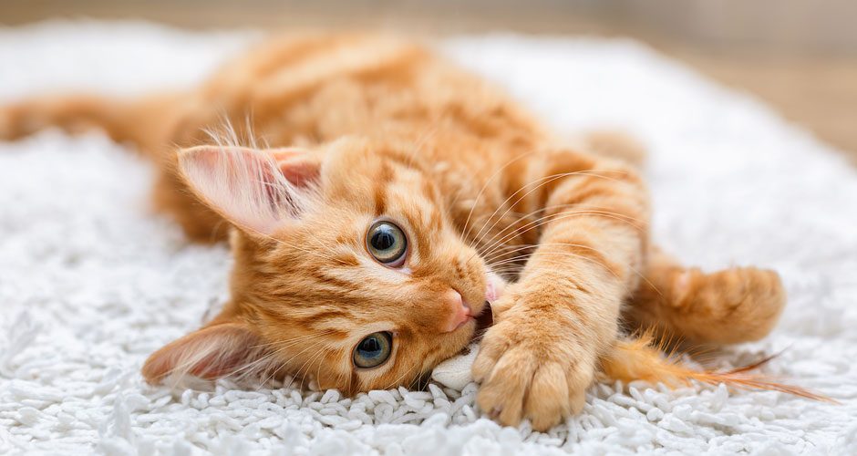 When Your Cat Purrs What Does It Mean? Cat Behavior