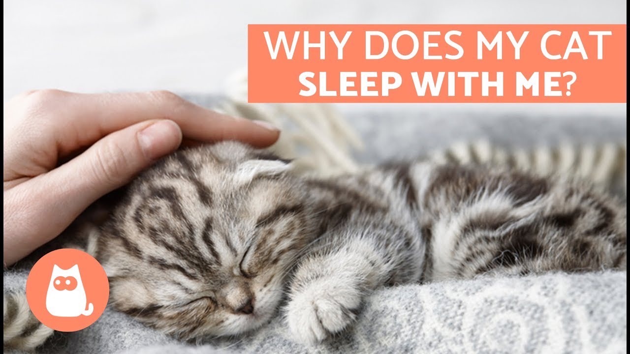 When Cat Sleeps on You What Does it Mean? - Cat Behavior