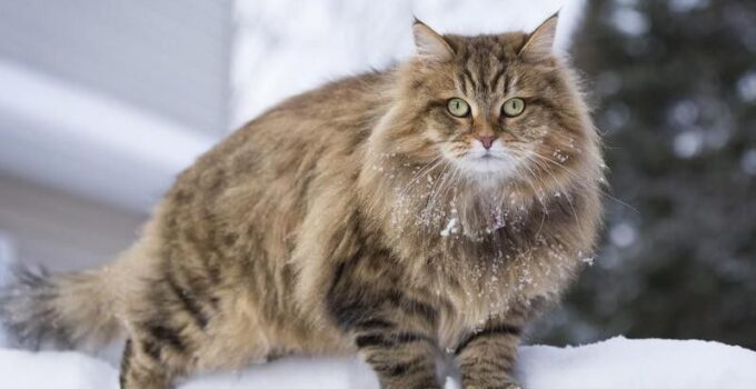 Cat Breeds Fun And Furry co cat-breeds-fun-and-furry-co